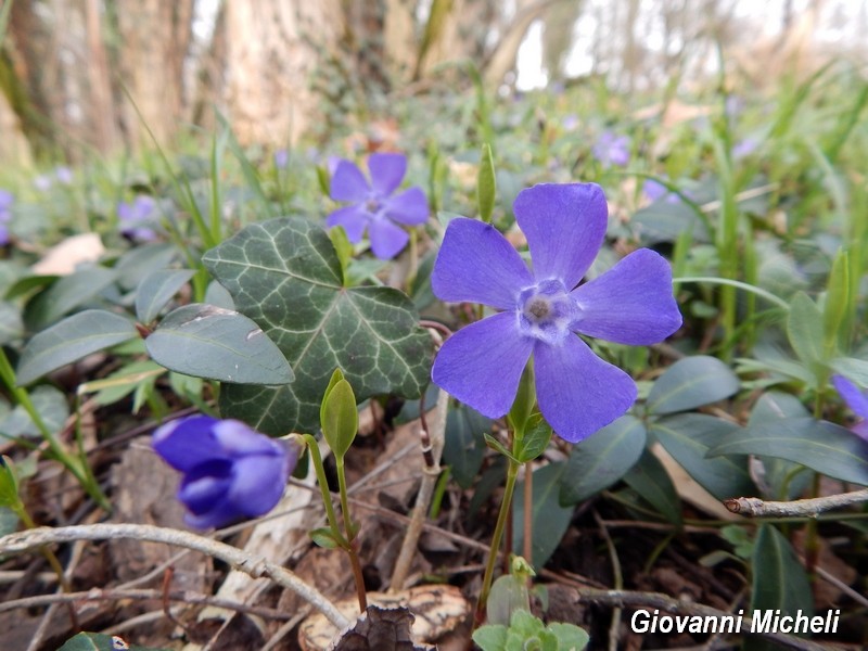 Parco del Ticino 21.3.15